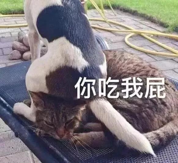 假面骑士骂人表情包,表情包怼人不失礼貌