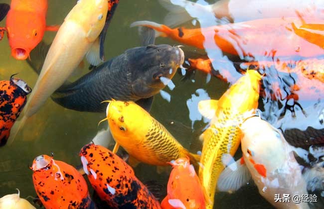 锦鲤养殖技术加盟,锦鲤养殖技术