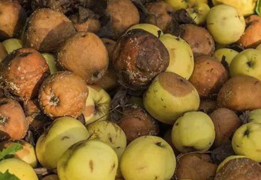 食物发霉削掉还可以再吃吗,食物发霉后切到发霉地方能吃吗