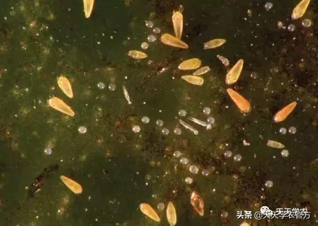 锈壁虱和红蜘蛛药一起可以打吗,杀红蜘蛛的药都可以杀锈壁虱吗