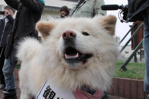 日本网红狗狗去世,日本狗死了
