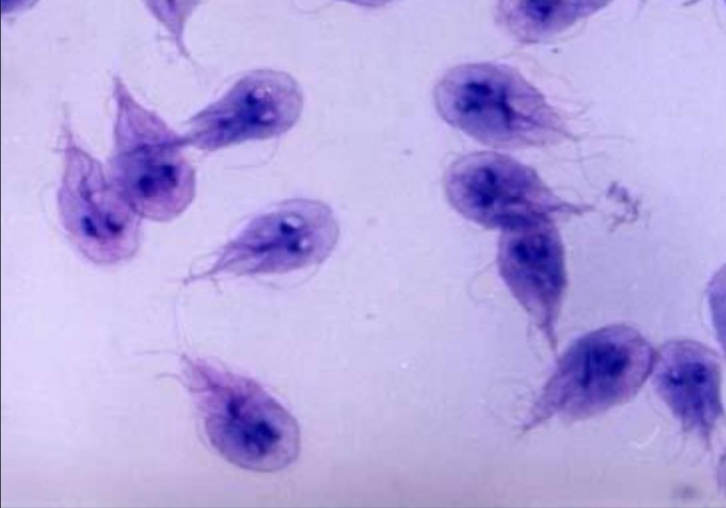 宠物寄生虫清除全过程,猫狗寄生虫治疗方法