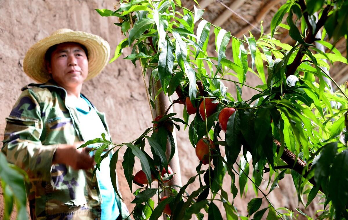 农村大叔种植桃子,农村大叔新发明的种植技术