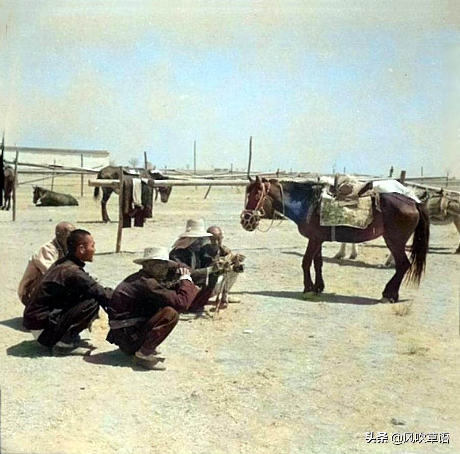 「抗日奇人之傻春传奇」放羊倌不干了，跳槽做了马夫