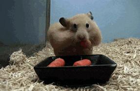 仓鼠的排泄物要每天清理吗,仓鼠吃排泄物需要补什么物质