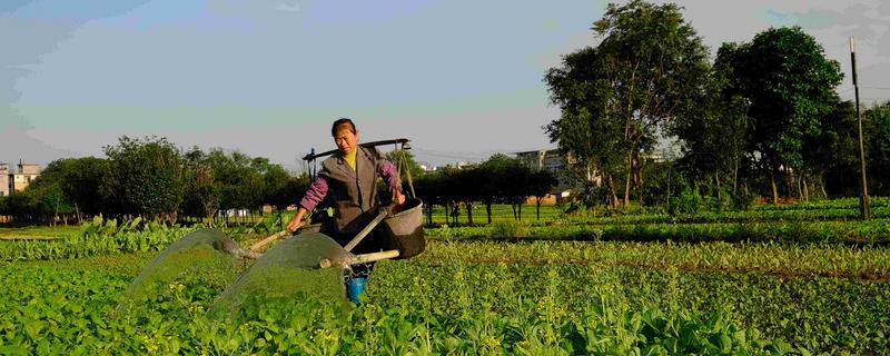 复合肥和有机肥有啥区别？复合肥都含哪些成分呢？复合肥使用方法