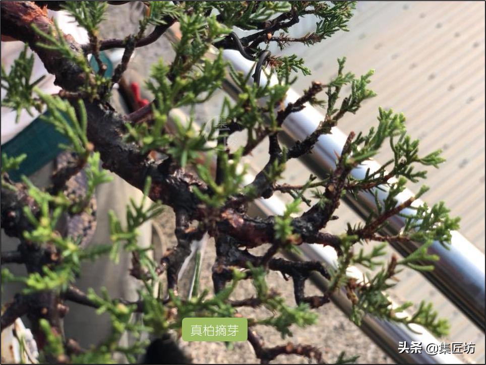 修剪不复杂学会修剪手法,修剪方法种类