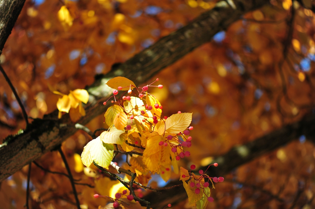 #植物鉴赏#秋日有惊喜，又好看又好吃——水榆花楸，韩国的？