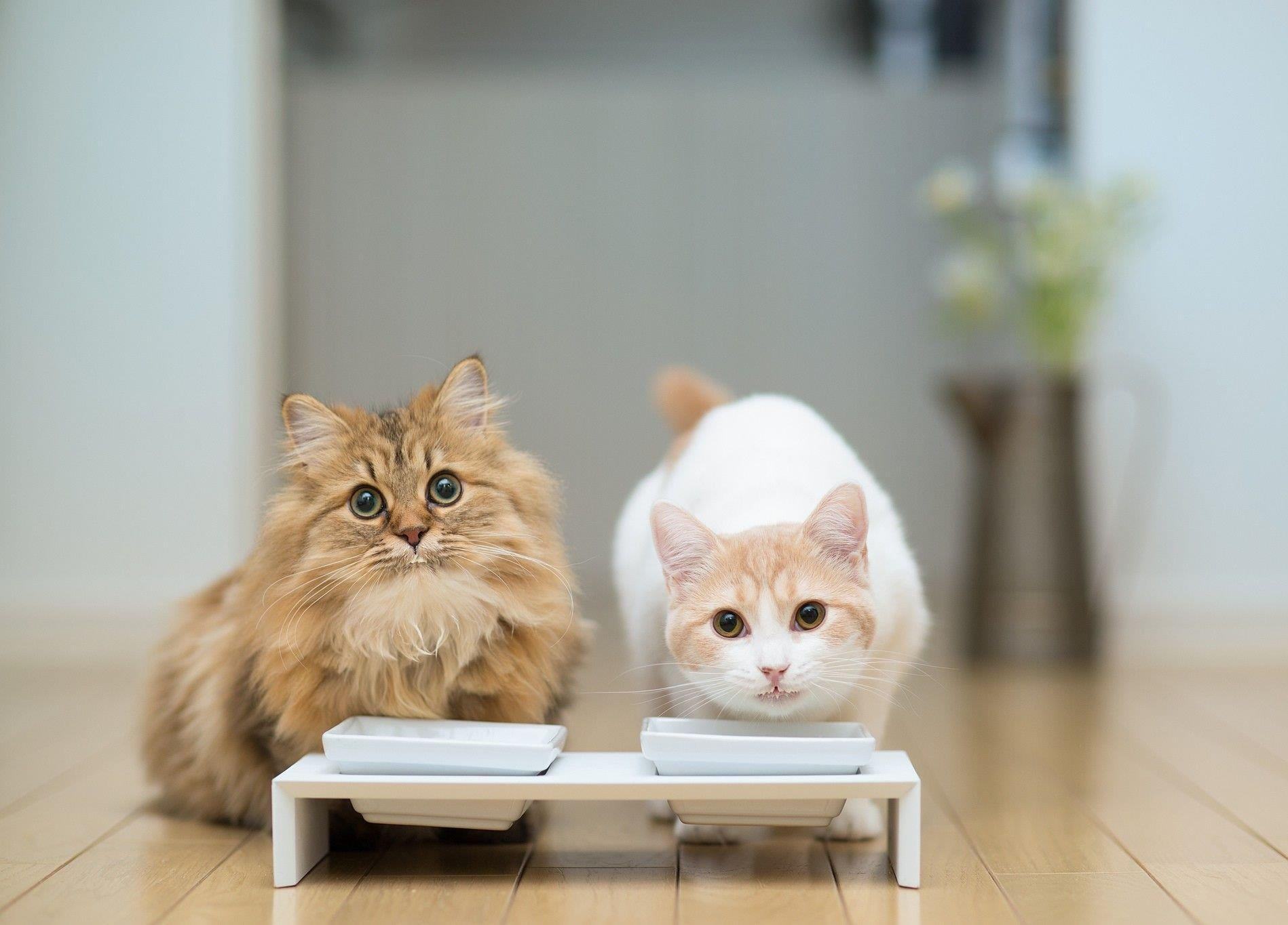 猫咪便血可大可小,找对原因,对症下药是关键