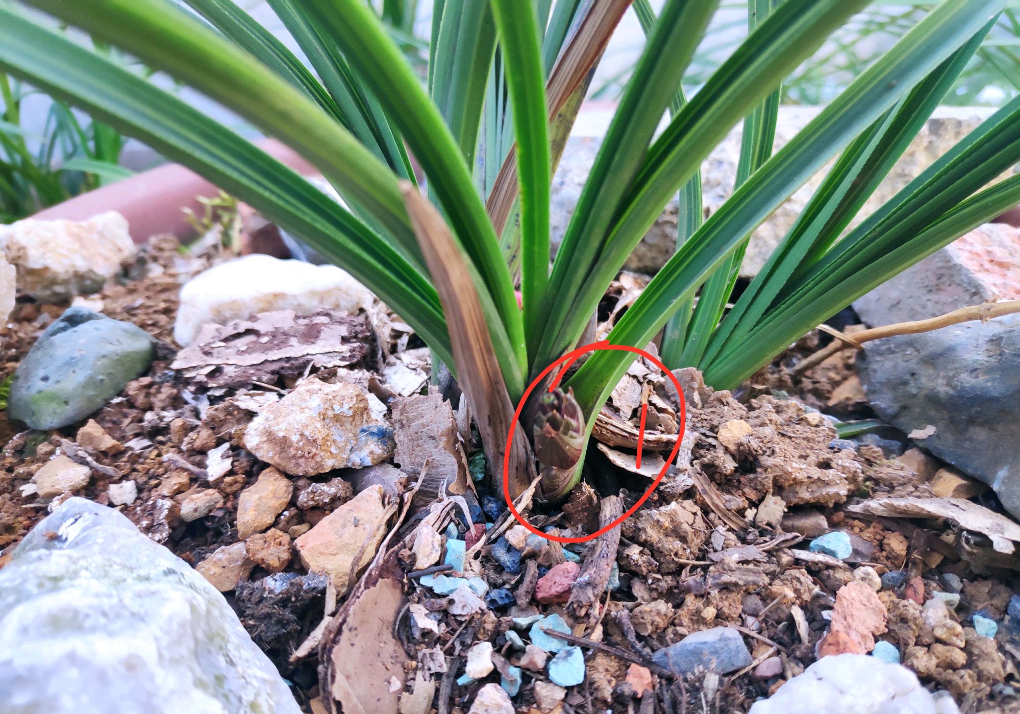 蕙兰没有抽杆开花的怎么回事,蕙兰刚出花苞长什么样