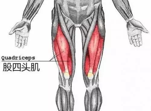 运动拉伤大腿内侧怎么处理,运动员股二头肌拉伤怎么恢复