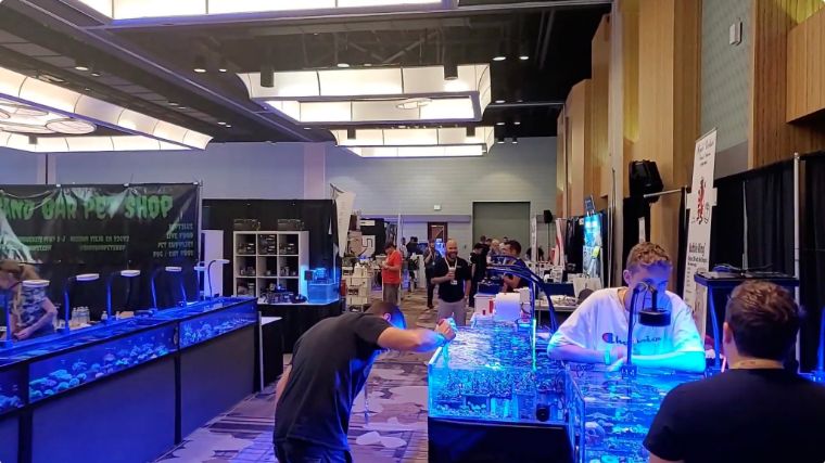 国外珊瑚售卖店和国内有何不同,5种最受欢迎的珊瑚告诉你