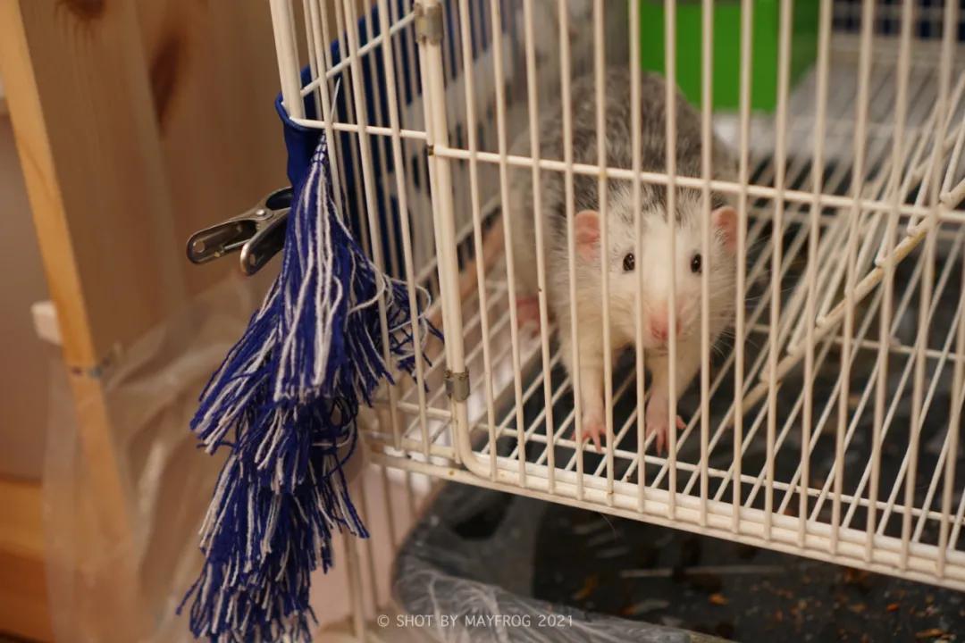 「清明特辑」零首付！月供2块2！江苏队的头七日我尽了绵薄之力