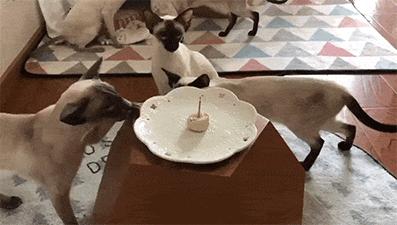 我们败了两款新型“猫*品毒**”孝敬主子，你猜哪种比较受猫欢迎？