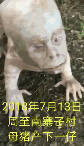 尼姑组团结婚，鬼子进村？年度沙雕谣言合集，笑出猪叫~