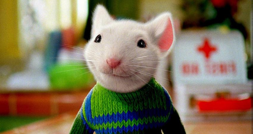 毛茸茸的小狗狗是不是很可爱呢,毛茸茸的狗很大个