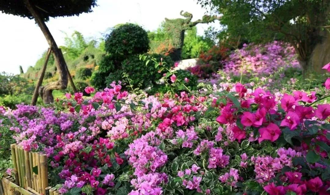 东南花都花博园景观,东南花都花博园