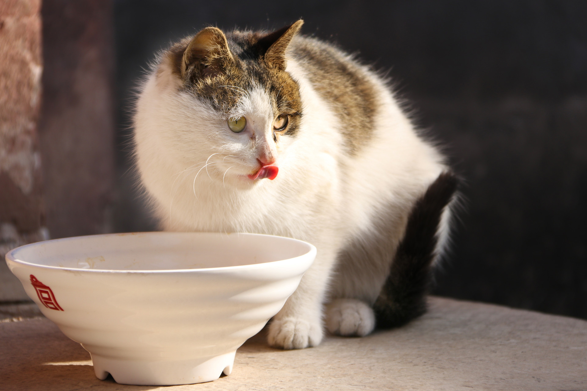 穷养猫vs富养猫的视频,穷养狗vs富养狗