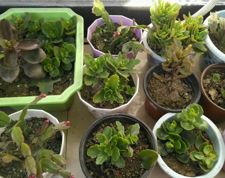 煤渣种花有什么好处,煤渣养花有营养