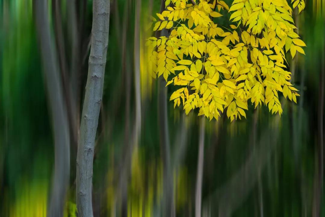 季羡林经典散文8篇，篇篇喜欢！