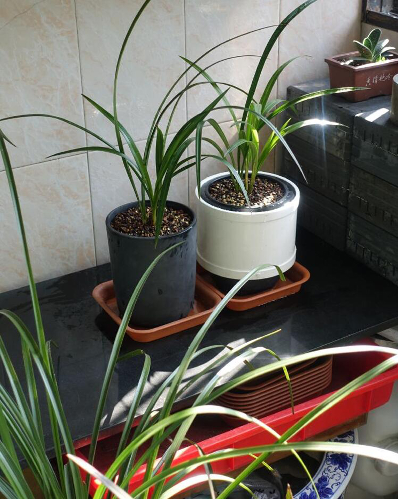 兰花只要不黄叶黑尖就属于正常吗,兰花换盆后发出的新芽黑尖了