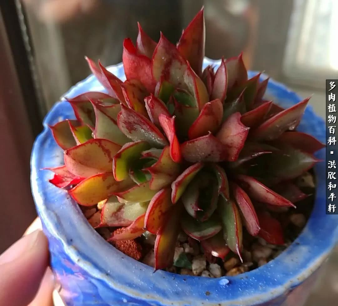 多肉的四季轮回,四季轮回多肉