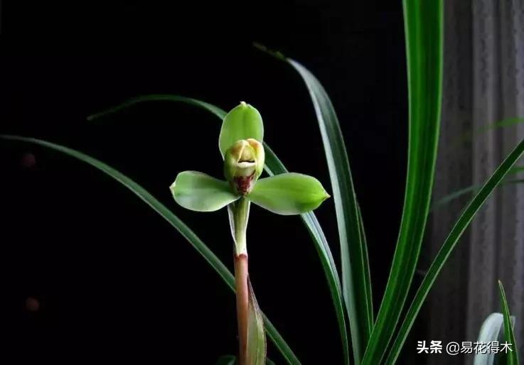 兰花原种老苗是什么,兰花组培和原种有什么区别