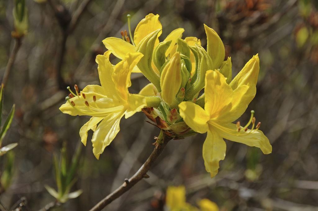 生日鲜花用哪几种花,代表友谊长存和生日快乐花语的花