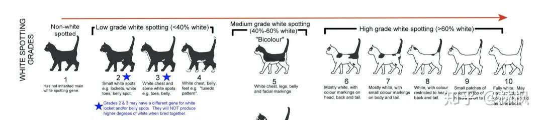 猫咪长红斑点是什么,你知道猫咪的毛色代表了什么吗