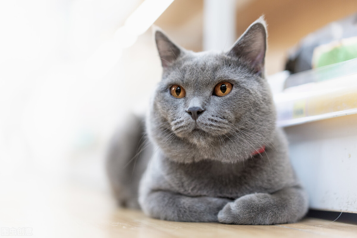 蓝猫饲养技巧大全视频,养折耳蓝猫注意事项