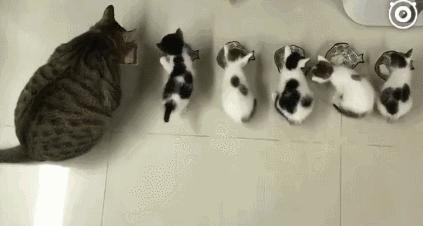 中华田园猫的寿命一般有多少年,中华田园猫哪种捉老鼠最厉害