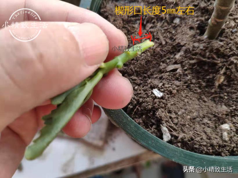 无根不死鸟嫁接长寿花教程,长寿花这样嫁接花期长还不会烂根