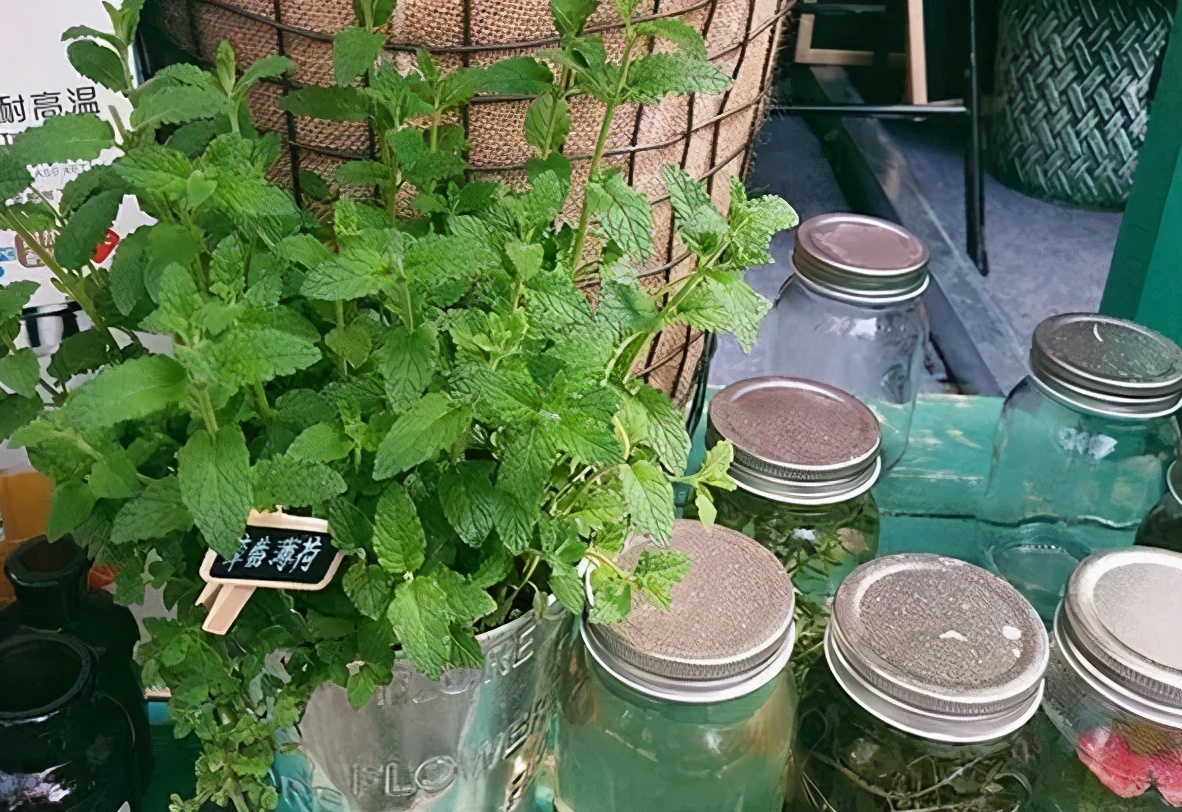 观花草本植物推荐,最具观赏性的观叶植物