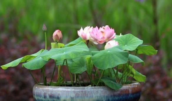 四种好养的植物,4种水培绿植