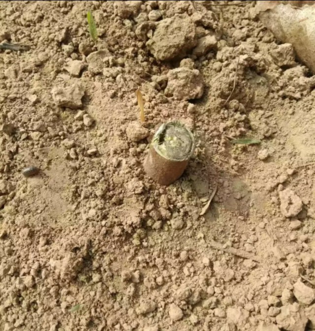 无花果育苗剪枝工艺流程,无花果的整枝技术