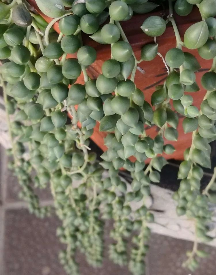 最美的20种多肉,15种最美的多肉