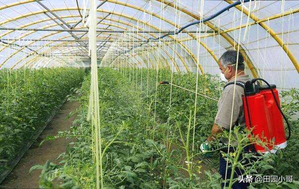 西红柿的灰霉病怎么防,西红柿灰霉病识别与防治