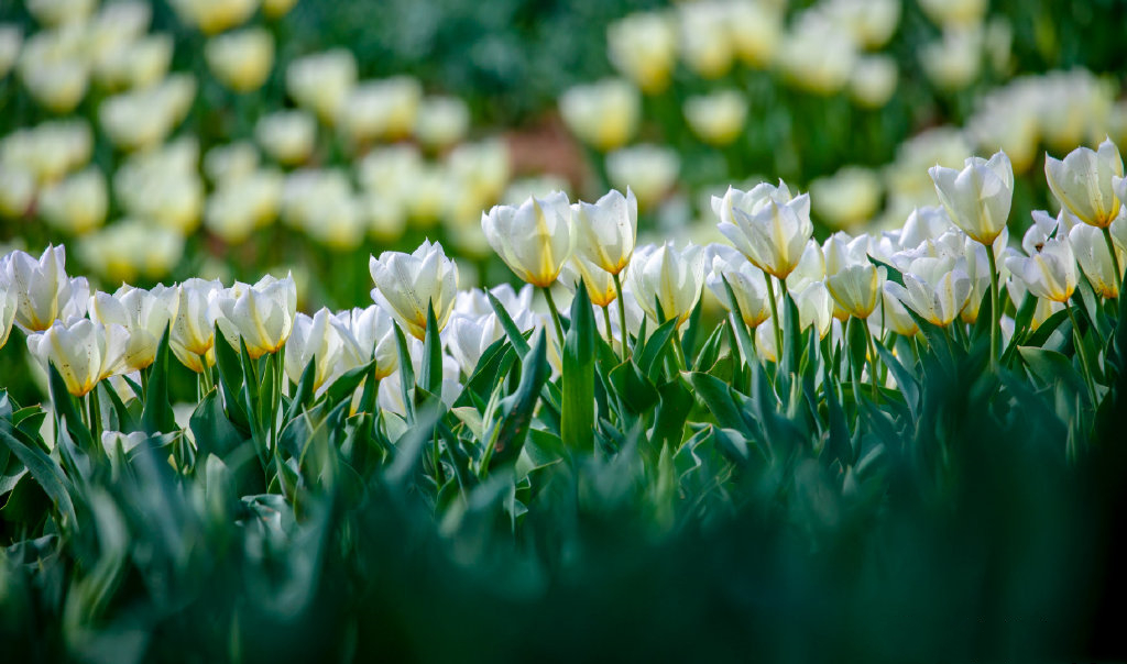 郁金香济南哪里最好,济南万象城郁金香