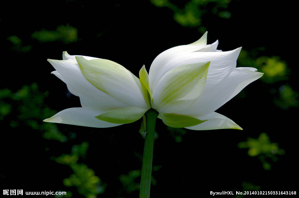 并蒂莲七绝二首,并蒂莲七绝诗