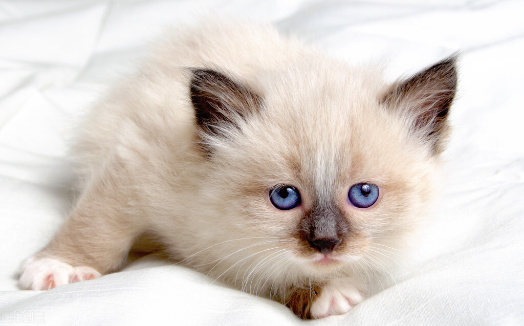 猫咪呕吐淡红色的液体是什么原因,猫咪呕吐没食欲怎么回事