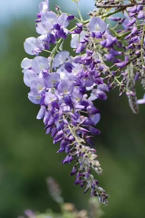 赏花时间表,赏花季节及图片