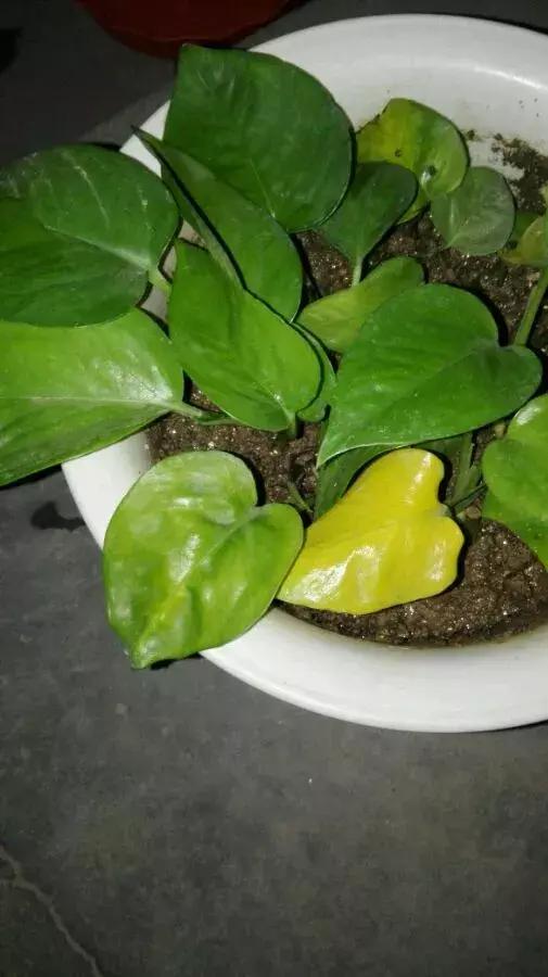 绿萝叶子烂解决方法,水培绿萝叶子开裂怎么办