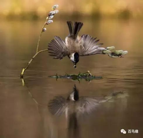 红子鸟饲养与管理,如何判断红子鸟会不会叫