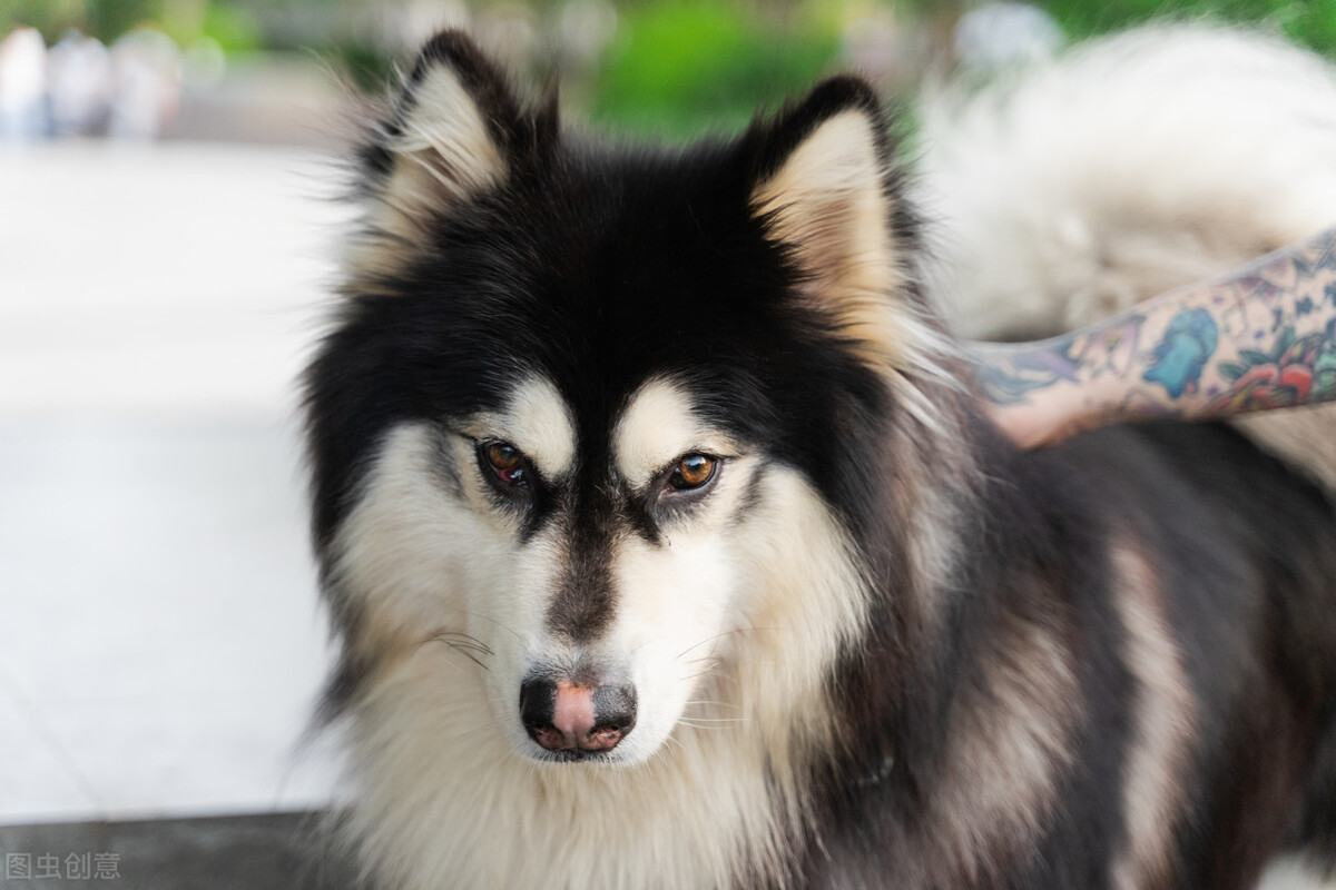 阿拉斯加雪橇犬的优点和缺点,阿拉斯加雪橇犬该怎么养