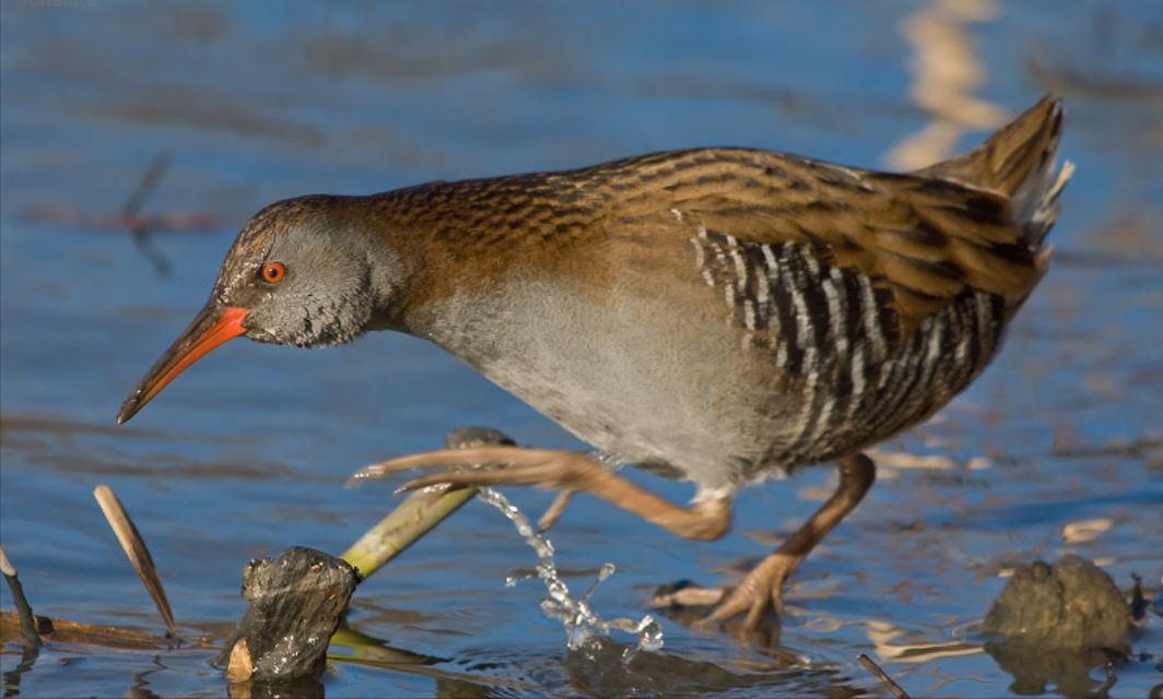 广东常见鸟类图谱图文,广东常见鸟类图谱