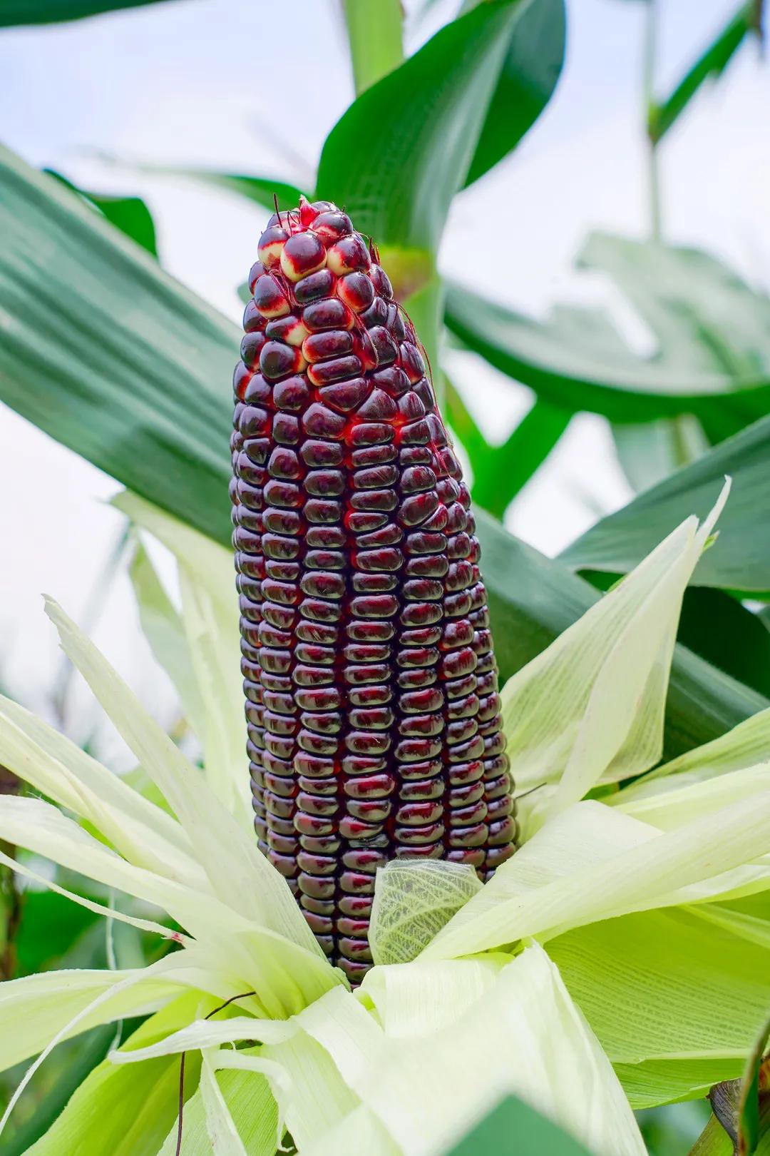 甜玉米新货上市,超级甜糯玉米新品种