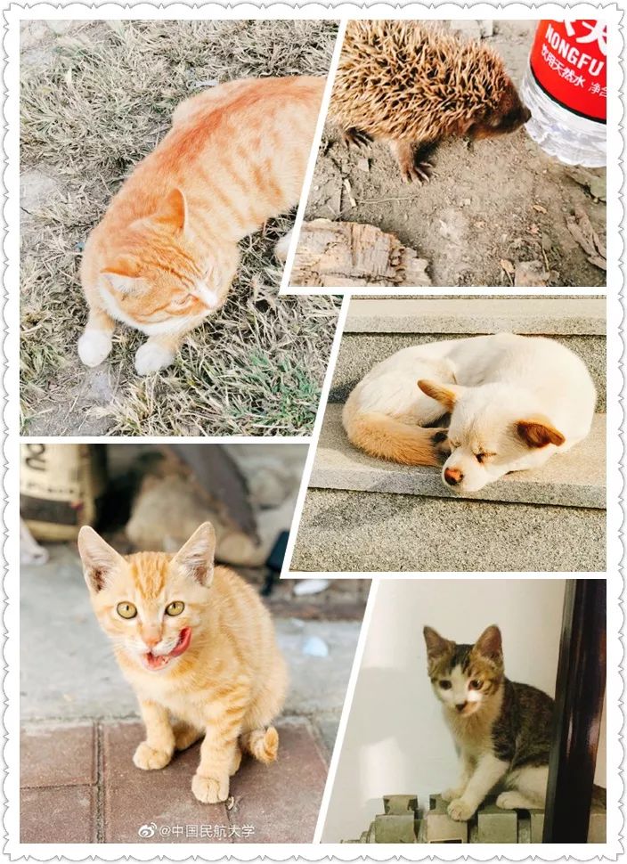 中国民航大学，是时候火了