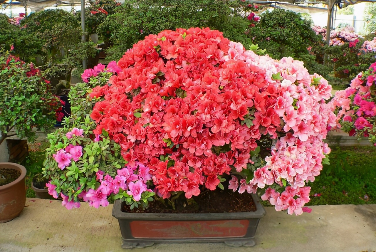 养杜鹃花的技巧,杜鹃花10种品种