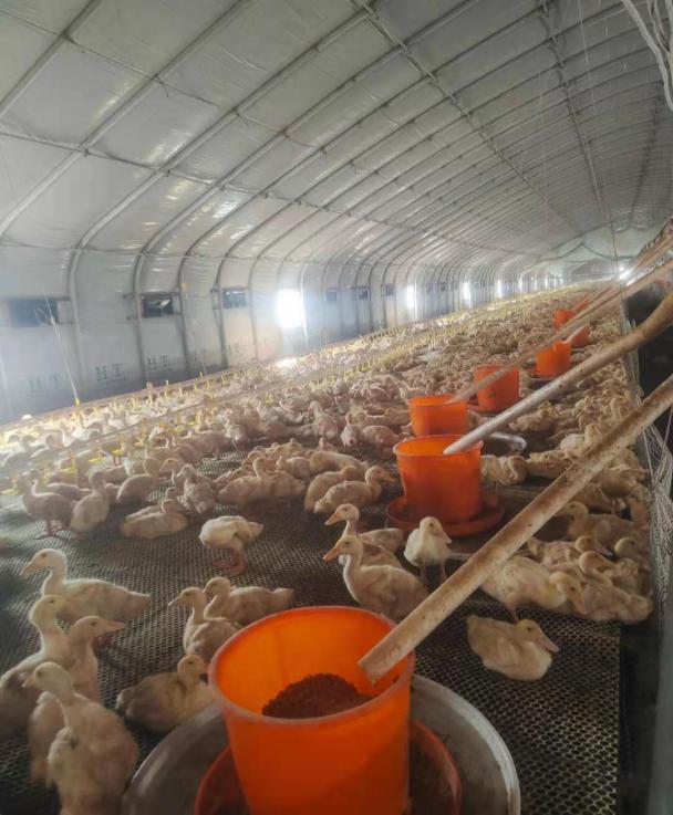 肉鸭降低饲料成本,肉鸭经常性的拉料便该怎么解决