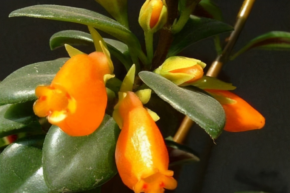 金鱼吊兰发黄最快处理方法,金鱼吊兰的生活习性和养殖方法